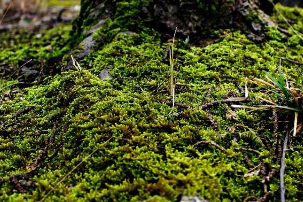 苔藓是怎么长出来的