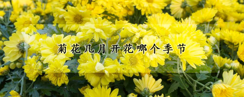 菊花几月开花哪个季节