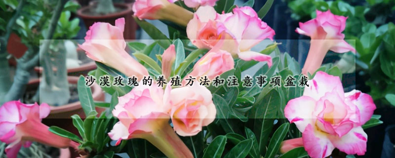 沙漠玫瑰的养殖方法和注意事项盆栽