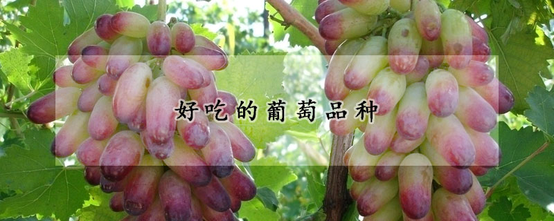 好吃的葡萄品种