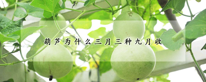 葫芦为什么三月三种九月收