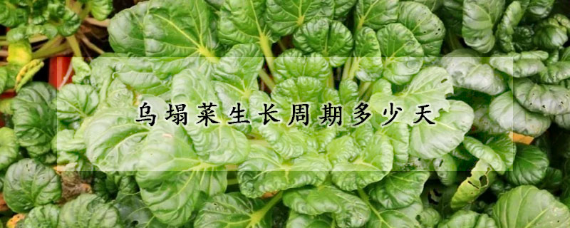 乌塌菜生长周期多少天