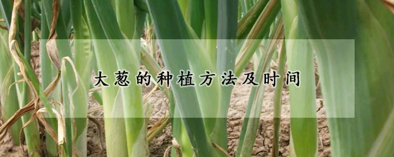 大葱的种植方法及时间