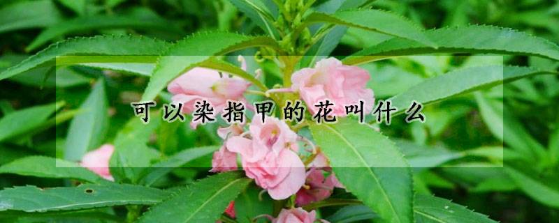 可以染指甲的花叫什么 发财农业网