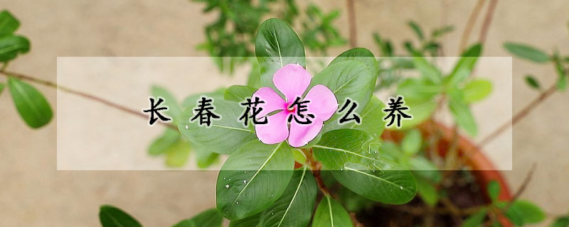 长春花怎么养