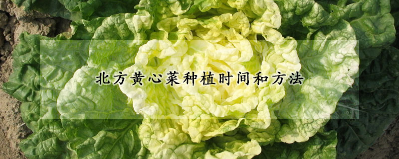 北方黄心菜种植时间和方法