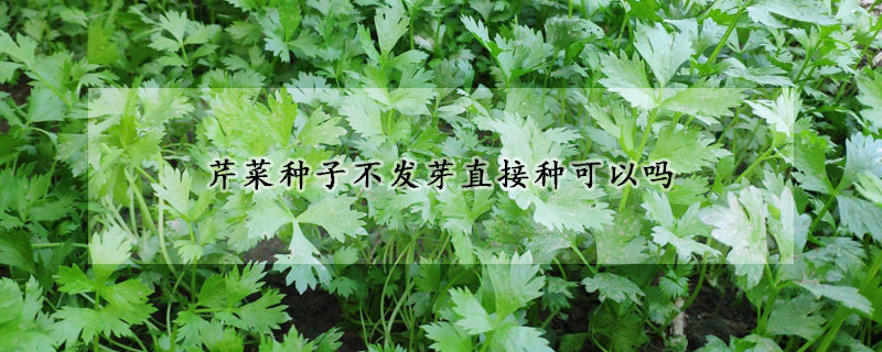 芹菜种子不发芽直接种可以吗