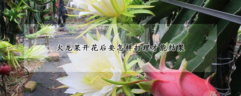 火龙果开花后要怎样打理才能结果