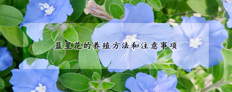 蓝星花的养殖方法和注意事项