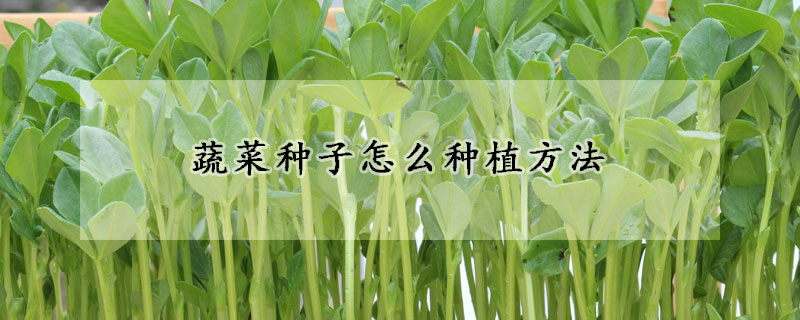 蔬菜种子怎么种植方法