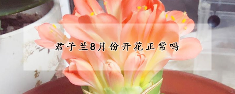 君子兰8月份开花正常吗