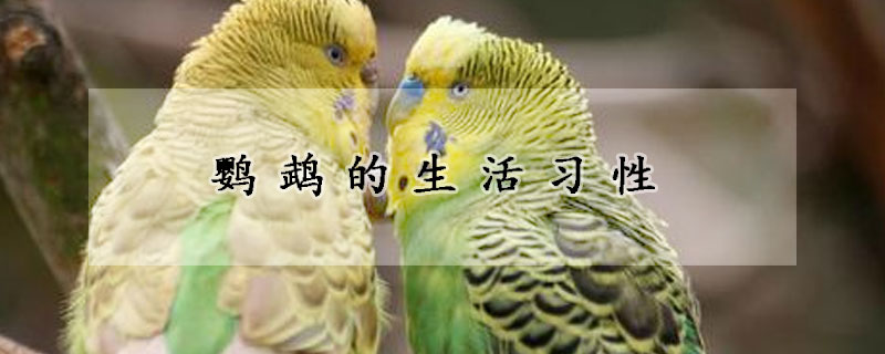 鹦鹉的生活习性