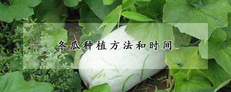 冬瓜种植方法和时间