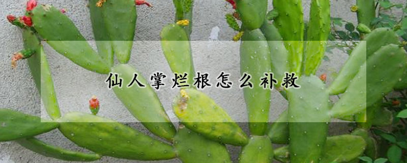 仙人掌烂根怎么补救