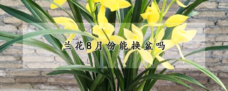 兰花8月份能换盆吗