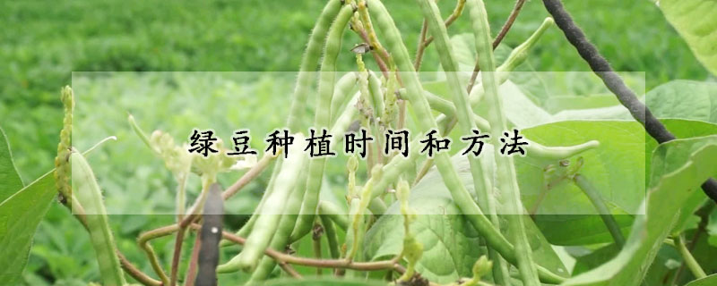 绿豆种植时间和方法