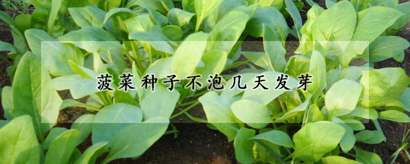 菠菜种子不泡几天发芽