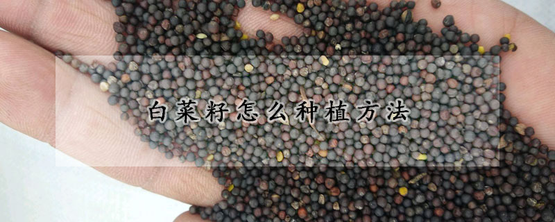 白菜籽怎么种植方法