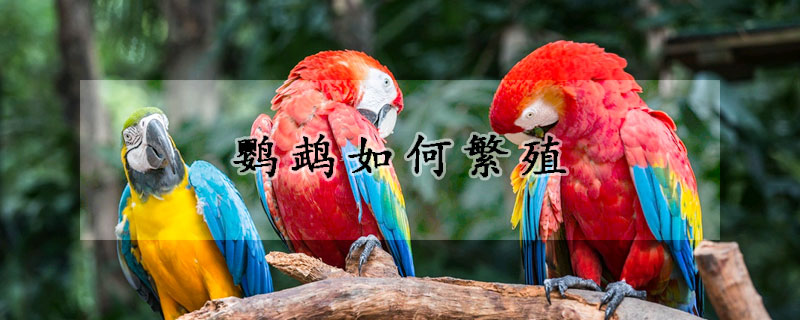 鹦鹉如何繁殖