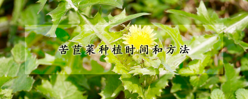 苦苣菜种植时间和方法