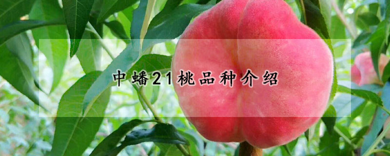 中蟠21桃品种介绍