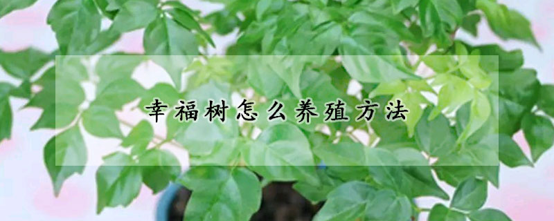 幸福树怎么养殖方法