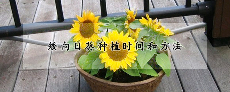 矮向日葵种植时间和方法