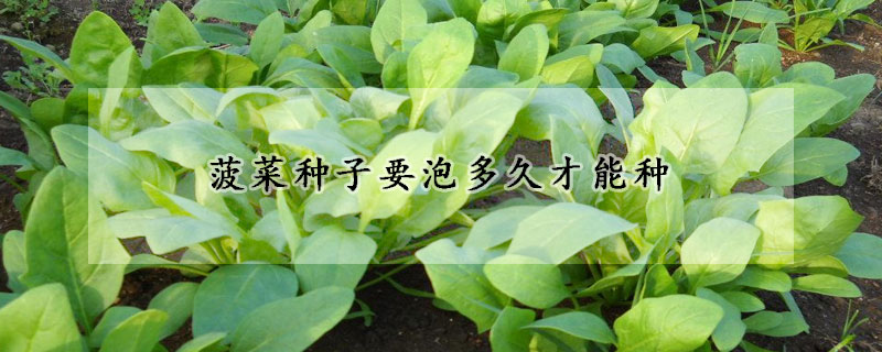 菠菜种子要泡多久才能种