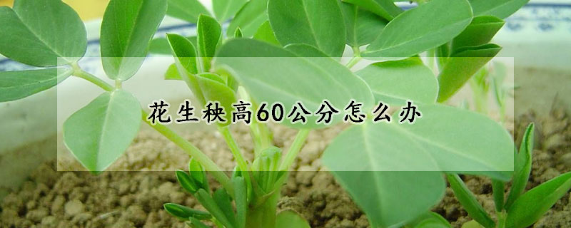 花生秧高60公分怎么办