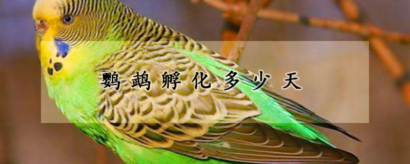鹦鹉孵化多少天