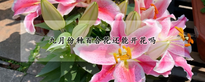 九月份种百合花还能开花吗