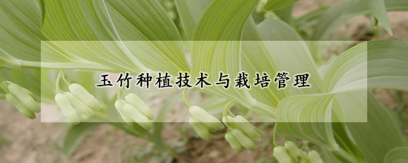 玉竹种植技术与栽培管理