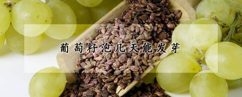 葡萄籽泡几天能发芽