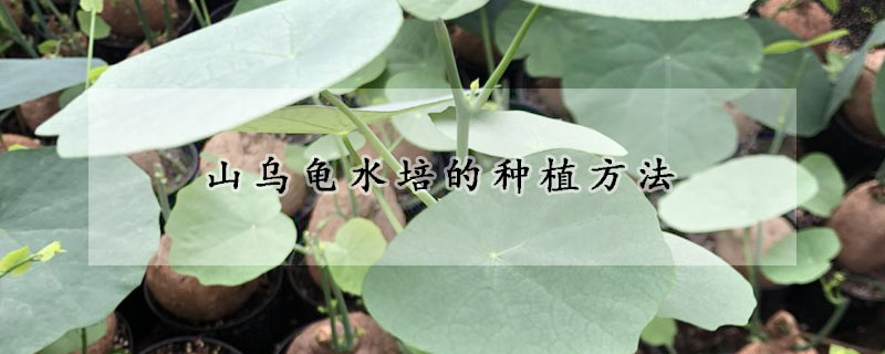 山乌龟水培的种植方法