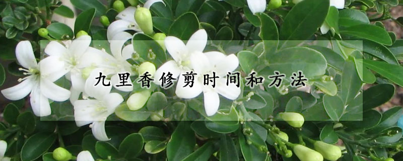 九里香修剪时间和方法