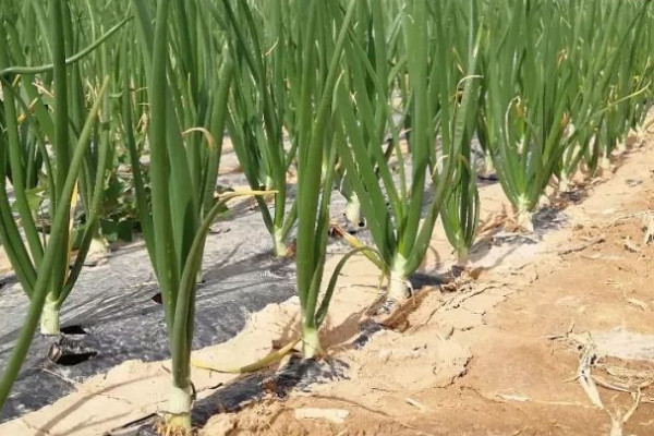 洋葱种植技术视频教程