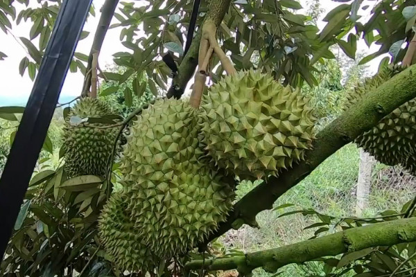 榴莲怎么种植视频教程