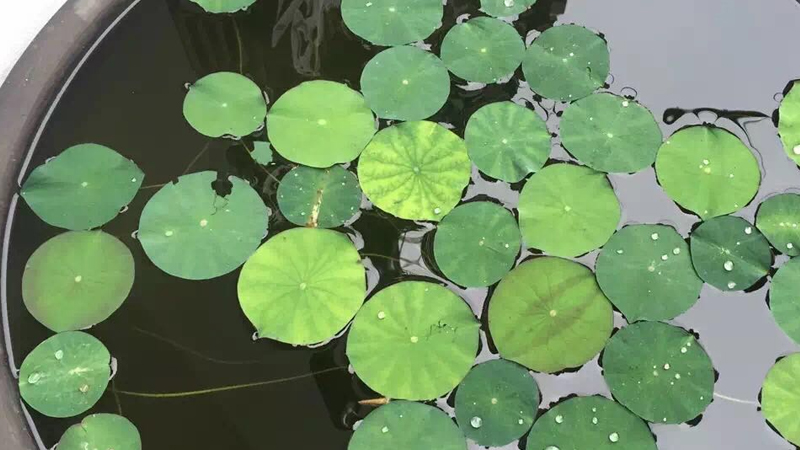 水缸种植荷花教程