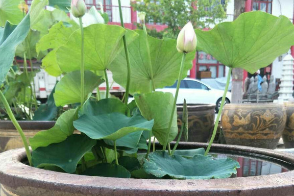 水缸种植荷花教程