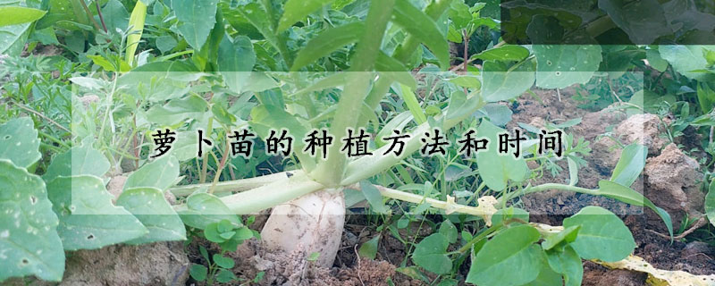 萝卜苗的种植方法和时间