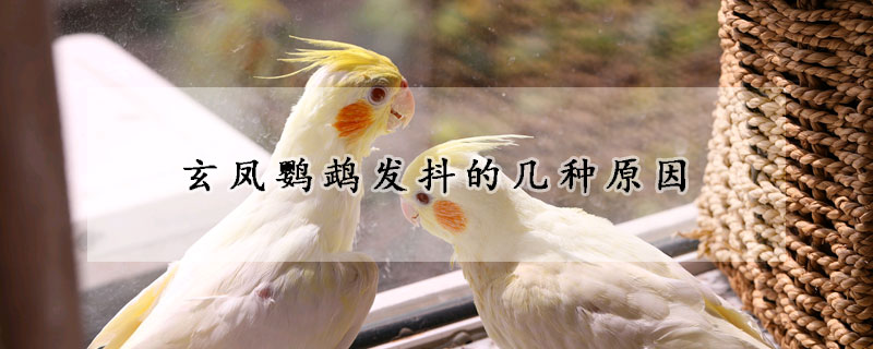 玄凤鹦鹉发抖的几种原因