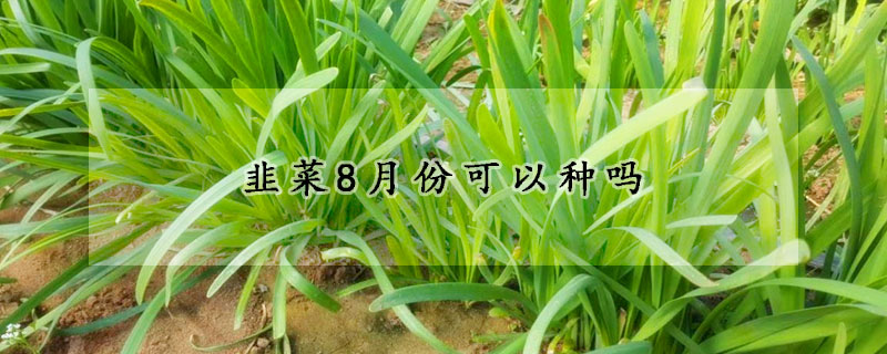 韭菜8月份可以种吗