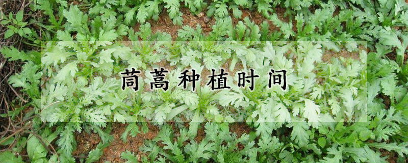 茼蒿种植时间