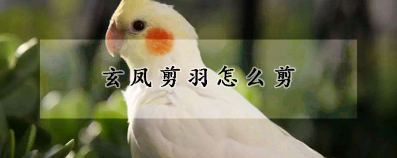 玄凤剪羽怎么剪