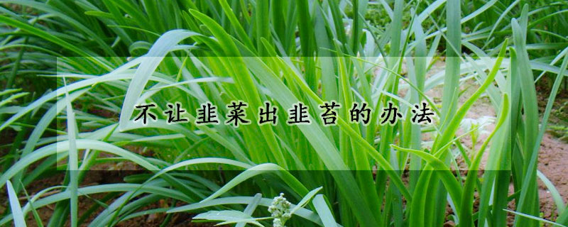 不让韭菜出韭苔的办法