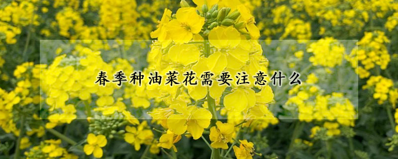 春季种油菜花需要注意什么