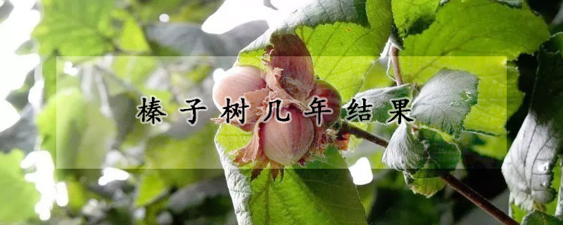 榛子树几年结果