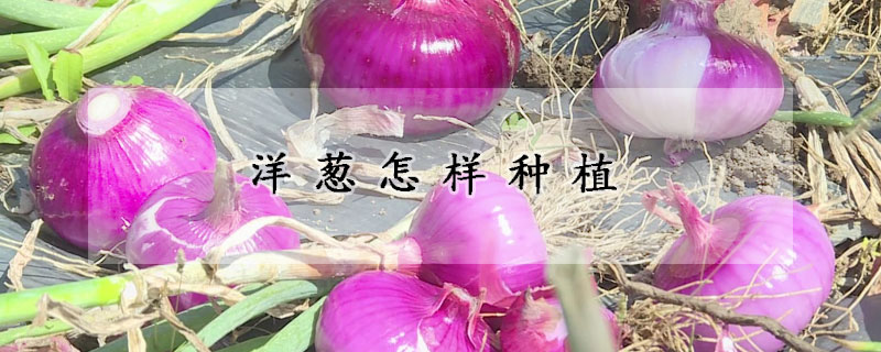 洋葱怎样种植