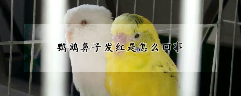 鹦鹉鼻子发红是怎么回事
