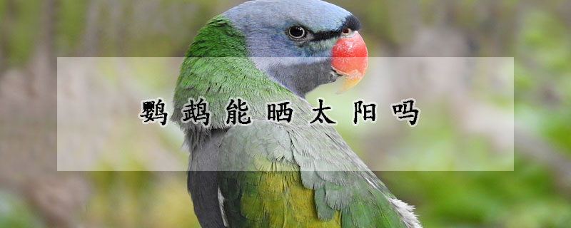 鹦鹉能晒太阳吗